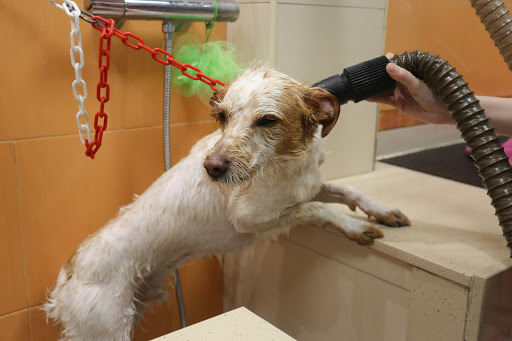 Posa'l Be Clinica Veterinaria y peluquería canina y felina