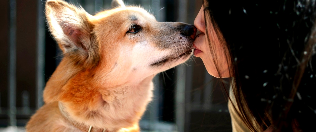 Los 20 mejores criaderos de perros en L’Hospitalet de Llobregat