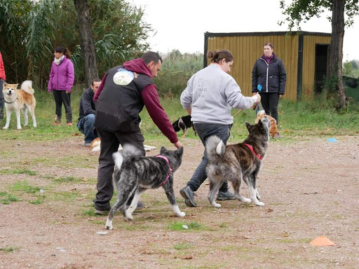 vinculocanino