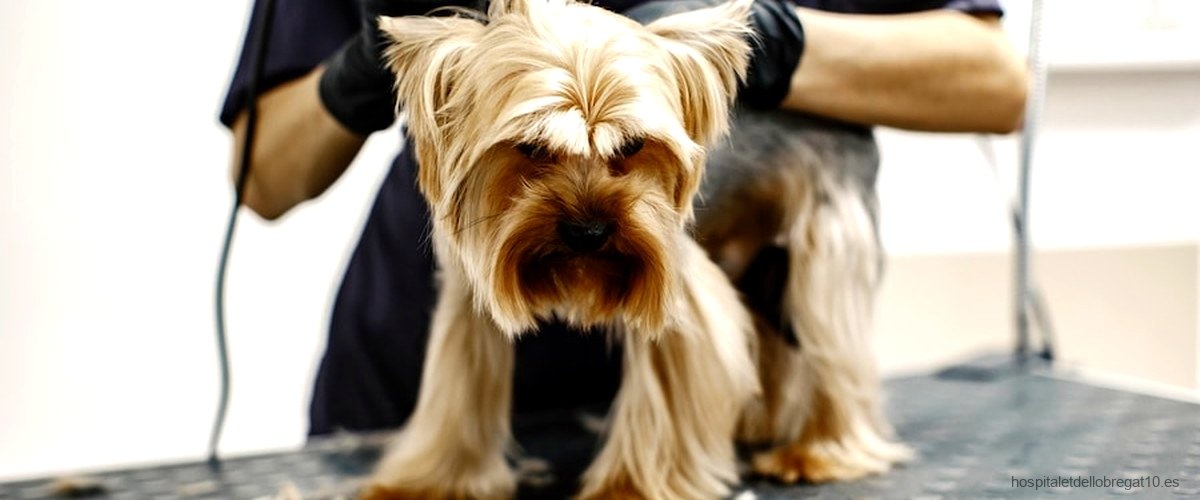 Las 3 mejores peluquerías caninas de LHospitalet de Llobregat